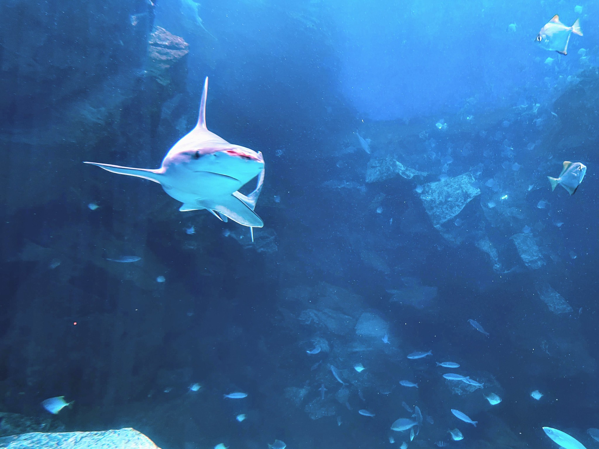動保團體發現館內的鉛灰真鯊吻部傷口持續了好幾個月。（圖片來源：台灣動物平權促進會）