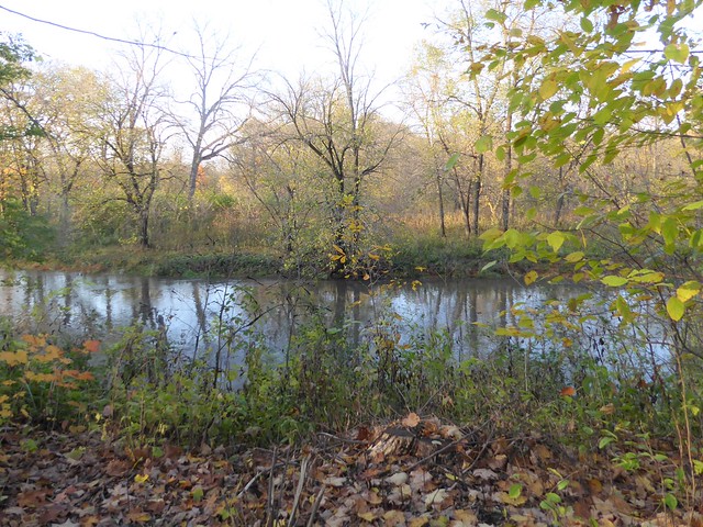 Naperville, IL, McDowell Grove Forest Preserve, West Branch of the DuPage River, Landscape