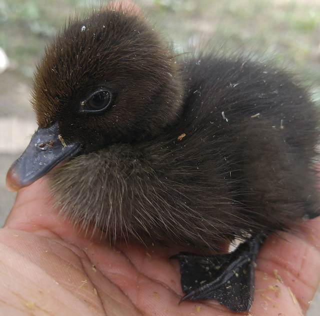 Author Dr. Langston Hull cradles a newly hatched Muscovy duckling