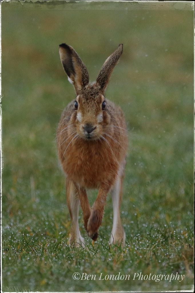 Hare (Explored)