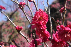Plum Blossoms in Koishikawa Botanical Gardens