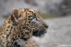 Sri Lanka Leopard Cub - Best Zoo - The Netherlands