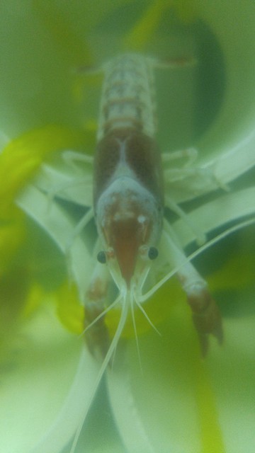 A crawfish