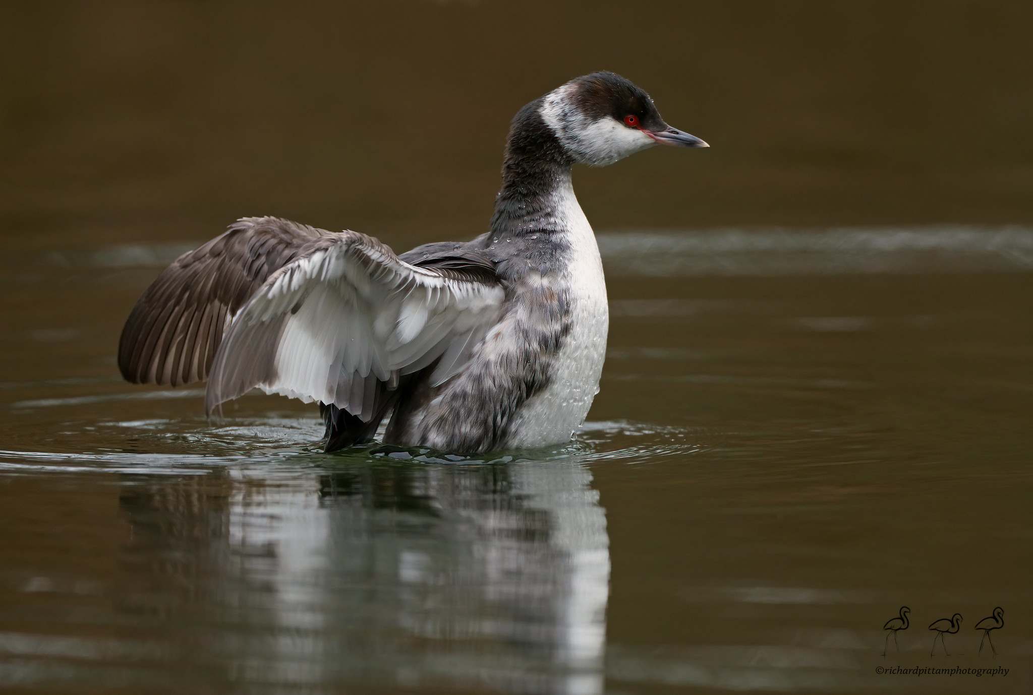 Slavonian Grebe - spent a bit of time with it - not every day one comes along...