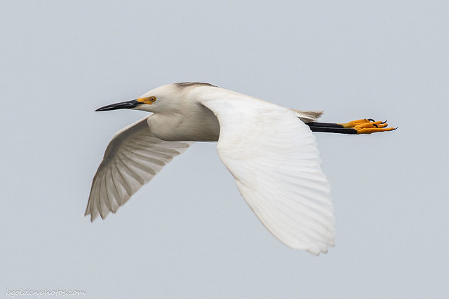 Snowy Egret - Garcita Blanca in flight
