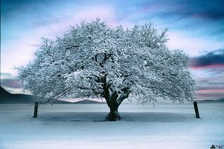 Snow On Tree or Vice Versa