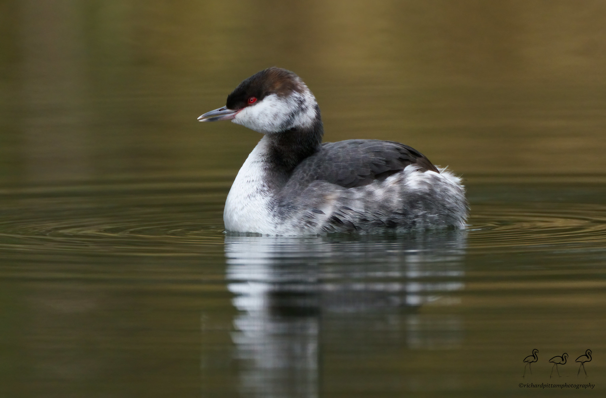 Slavonian Grebe - spent a bit of time with it - not every day one comes along...