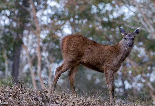 Sambar (Rusa unicolor) deer
