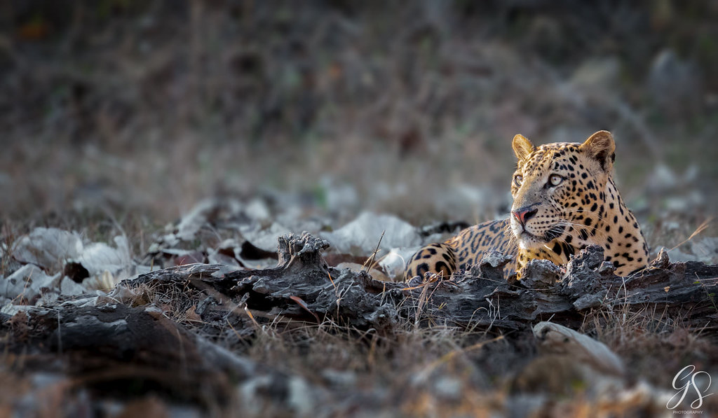 Indian leopard (Panthera pardus fusca)