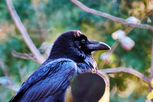 Raven portrait