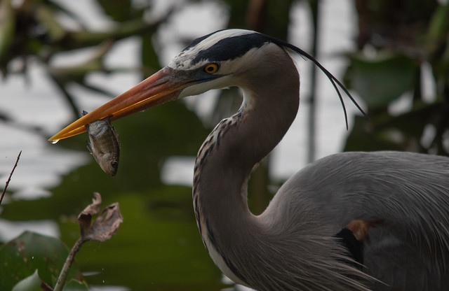 Great Blue Heron with a great catch!
