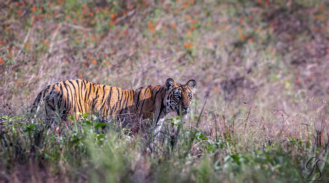 Bengal tiger (Panthera tigris)