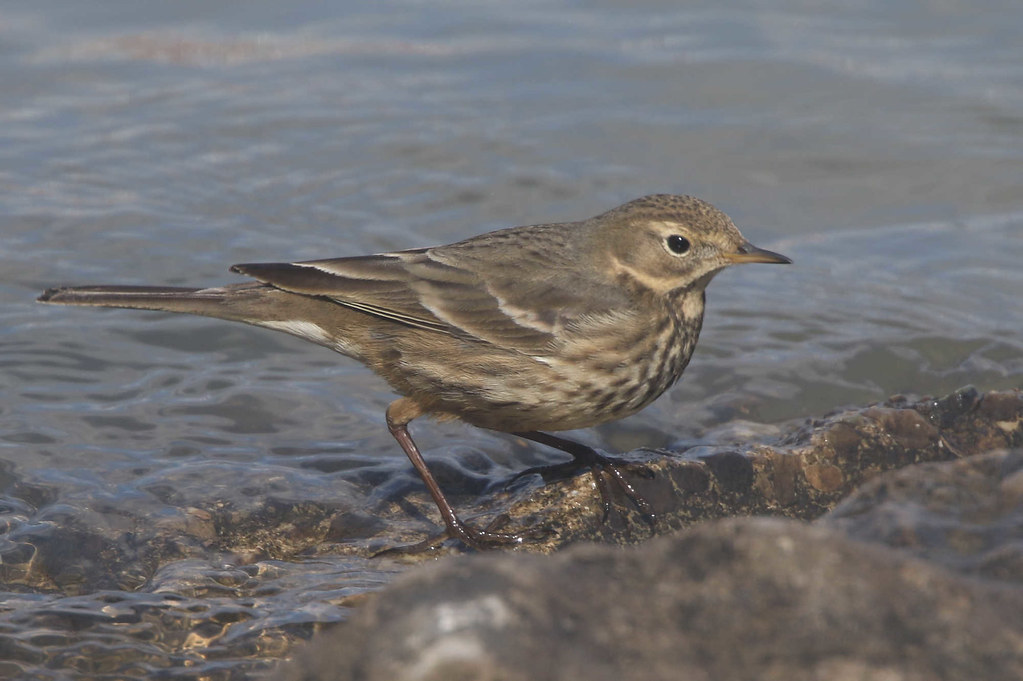 American Pipit - Anthus rubescens - ohio and licking Kenton County, Kentucky, USA - February 20, 2021