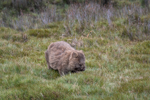 The Common Wombat (and Poo) DSC_3402