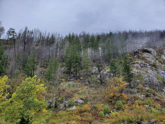 Forest damaged by wildfires