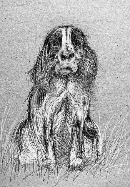 Portrait of LADDIE. A Cocker Spaniel, by jmsw in ballpoint pen and Derwent Lightfast white pencil on recycled card.