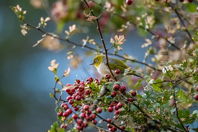 Silvereye with red berries
