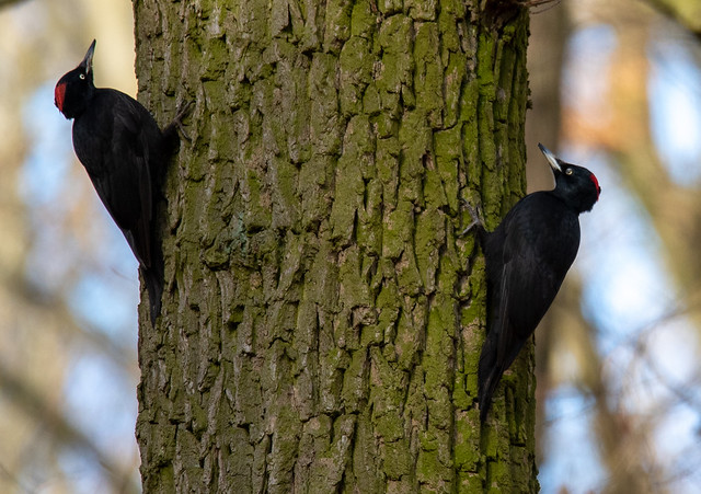 Black woodpecker territorial competition - Schwarzspechte beim Revierkampf