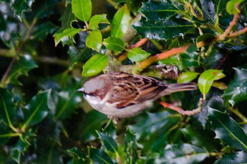House sparrow in holly bush