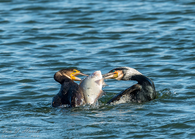 Fish Fight 2 ( Explored ) #169