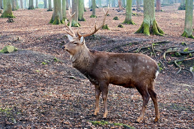Deer in the deer-park
