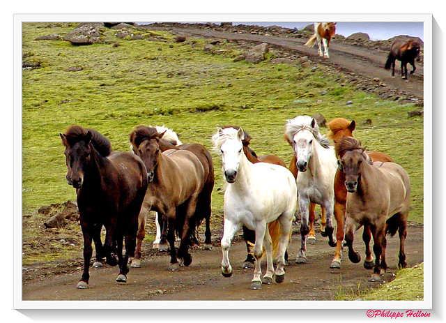 Les chevaux islandais
