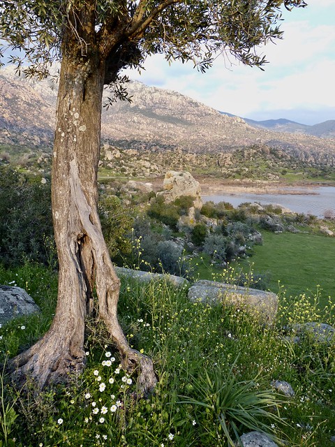 olive tree at Herakleia, Turkey