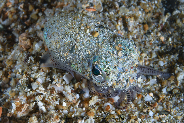 Euprymna brenneri  - rare squid