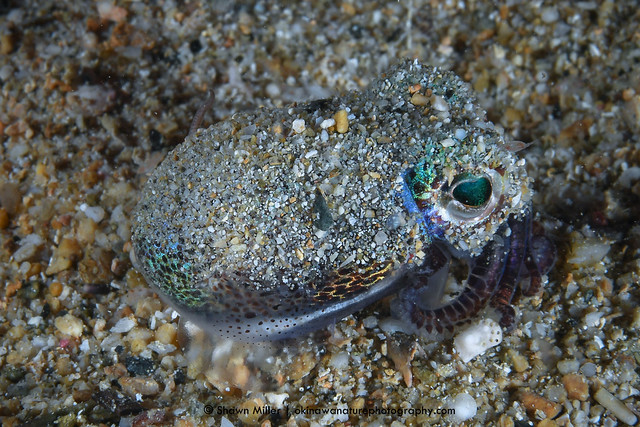 Euprymna brenneri  - bobtail squid