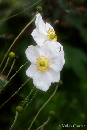 flower ireland cork whitepoppy peace closeup whiteflower