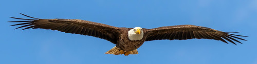 bif flight eagle raptor outdoor dennis adair tierra verde sky blue nature wildlife 7dm2 7d ii ef100400mm canon florida bird beak