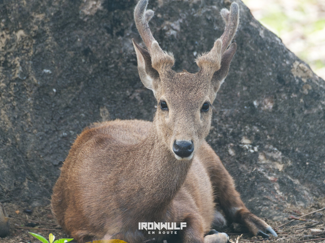 Endangered Calamian deer