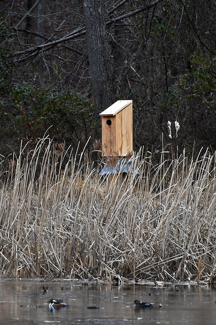 Wood Duck Box (White's Mill Preserve)