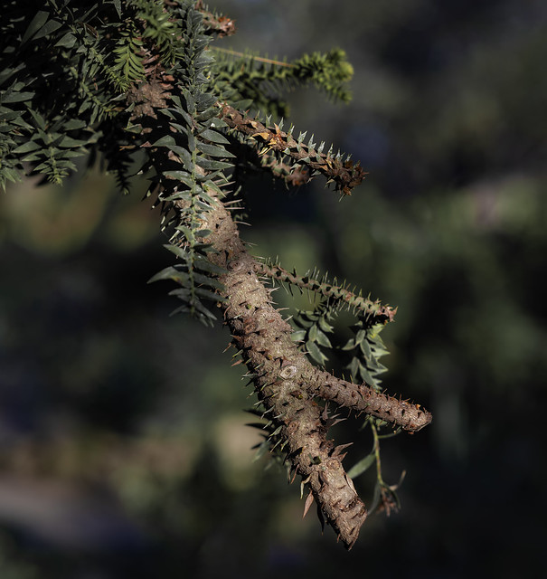 Spiny Branch - Watch Where You Walk!