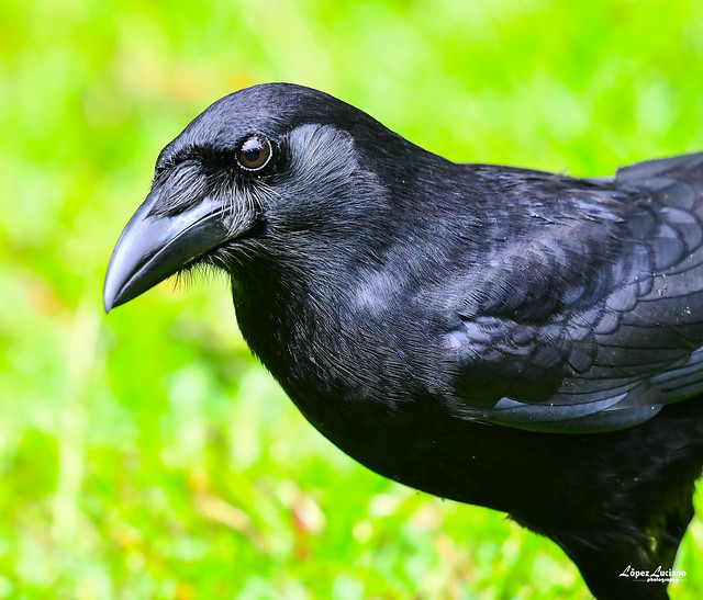 AVES NEGRAS DE REPUBLICA DOMINICANA: Cao.(corvus palmarun.) Hispaniolan palm crow.