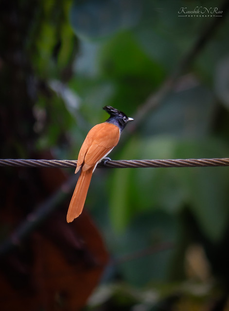 Indian Paradise-Flycatcher (Terpsiphone paradisi)