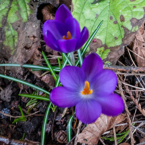 Signs of spring: purple crocus