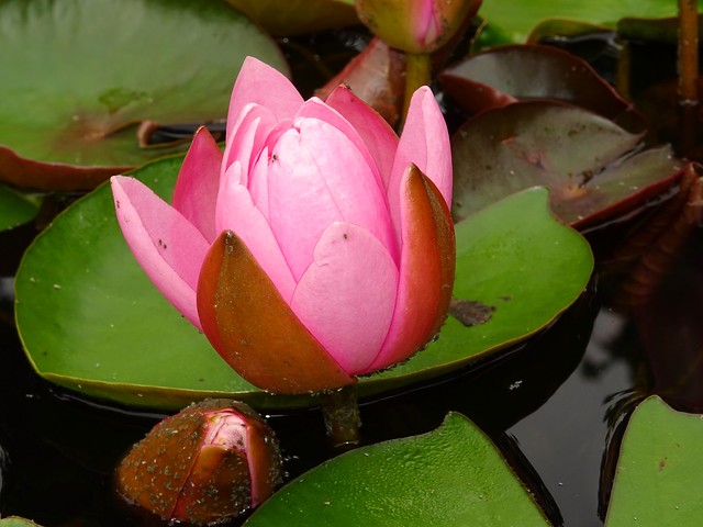 Flower photography /water lily