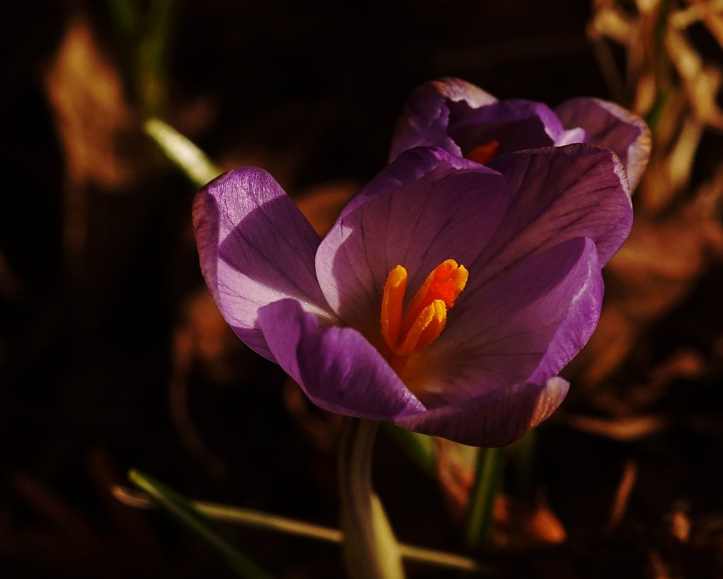 Very early spring on Amager - Crocus