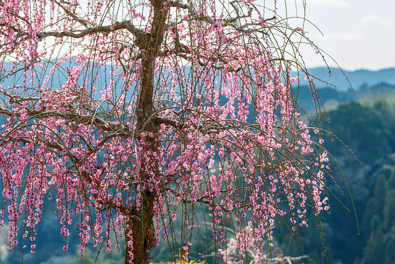 View of Plum Blossoms