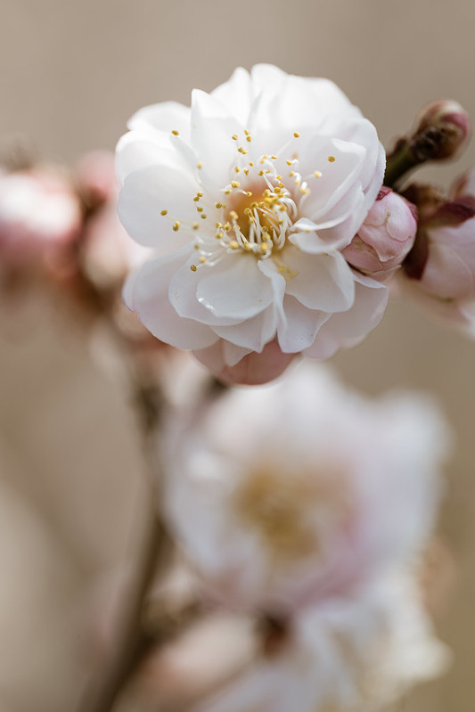 View of Plum Blossoms