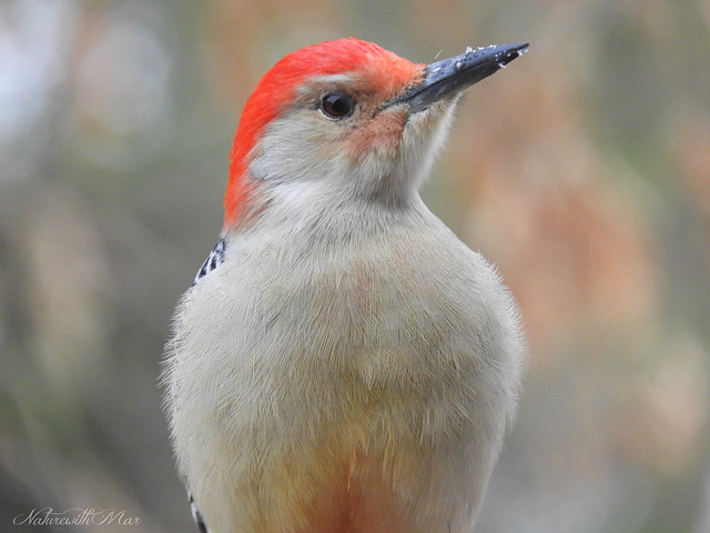 Red Bellied Woodpecker Male
