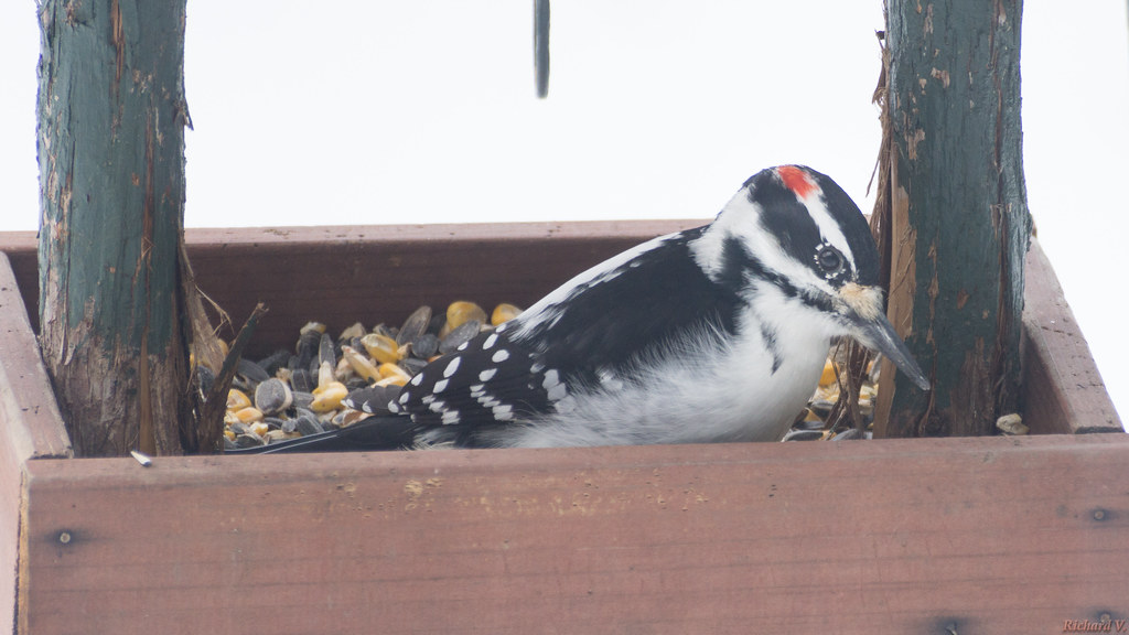 Pic chevelu - hairy Woodpecker, Beauce, Canada - 2787