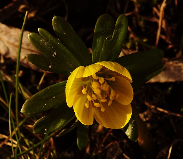 Very early spring on Amager - Winter aconite
