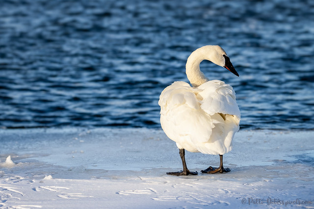 Trumpeter Swan Ruffled Back