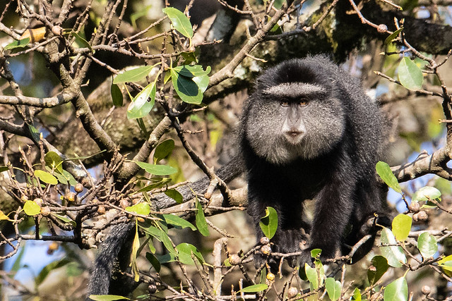 Blue Monkey - Cercopithecus mitis, Kakamega Forest201226-2