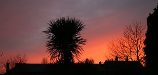 Tree Fern in the sunset, Halstead Essex