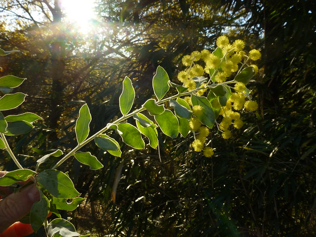 Acacia podalyriifolia G.Don 1832 (LEGUMINOSAE)