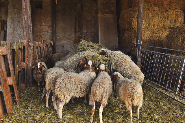 ITALIAN SHEEPS- COMISANA Lunch  Time- Explore 26-2-21