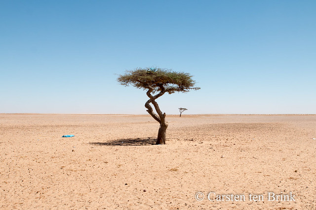 Western Sahara south of Dakhla - the water hole [bc2309e]